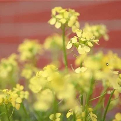 Goldlack - Einpflanzen im Garten