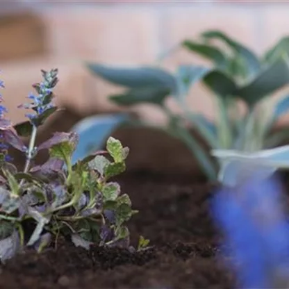 Kriechender Günsel - Einpflanzen im Garten