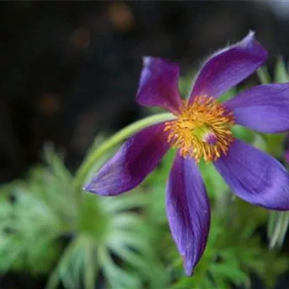 Küchenschelle - Einpflanzen im Garten