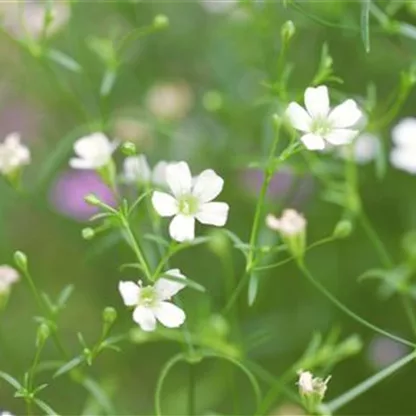 Mauer-Gipskraut - Einpflanzen im Garten