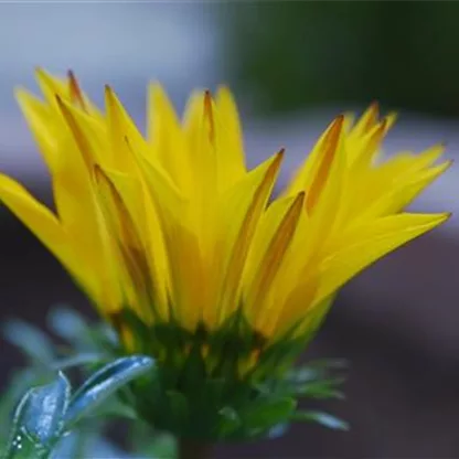 Mittagsgold (Gazanie) - Einpflanzen im Garten