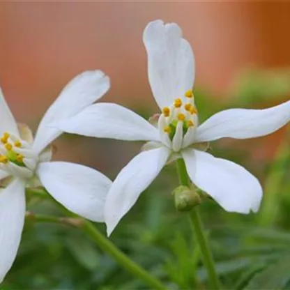 Orangenblume - Einpflanzen im Garten