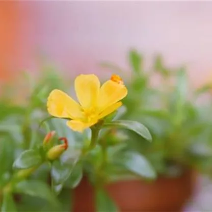 Portulakröschen - Einpflanzen im Garten