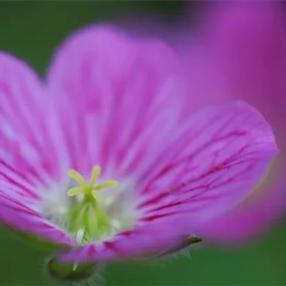 Reiherschnabel - Einpflanzen im Garten