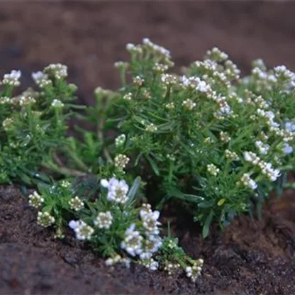 Schleifenblume - Einpflanzen im Garten