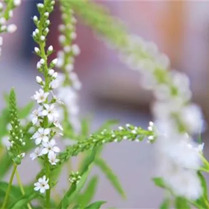 Schneefelberich - Einpflanzen im Garten