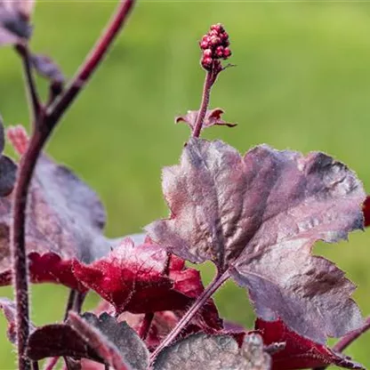 Silberglöckchen - Einpflanzen im Garten