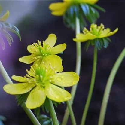 Winterling - Einpflanzen im Garten