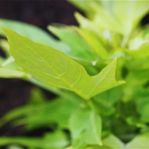 Zier Süßkartoffel - Einpflanzen im Garten