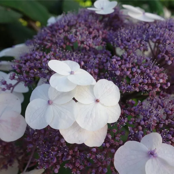 Hydrangea involucrata