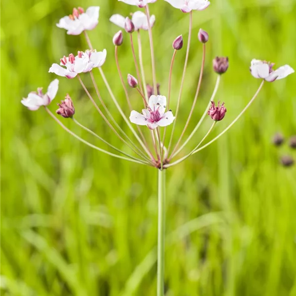 Schwanenblume