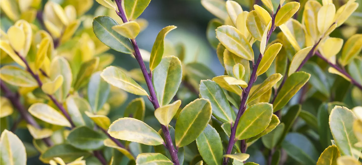 Berg-Ilex 'Gold Tip' Topfgröße 2,3 Liter