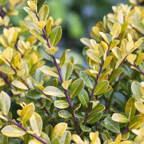 Berg-Ilex 'Gold Tip'