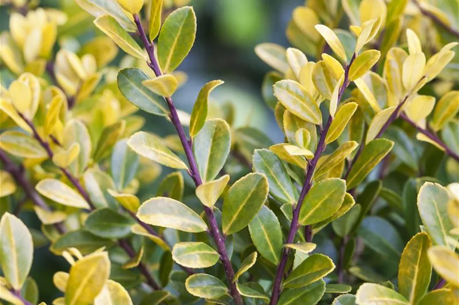 Gelber Berg-Ilex 'Golden Gem' Topfgröße 2 Liter / Höhe 20-25cm