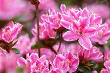 Japanische Azalee 'Kermesina Rose' Topfgröße 2,3 Liter