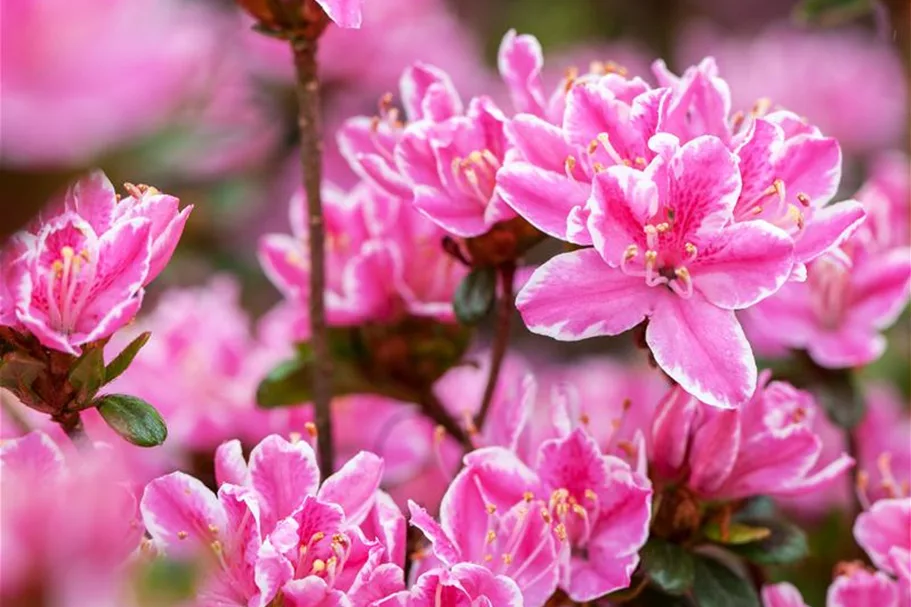 Japanische Azalee 'Kermesina Rose' Topfgröße 2,3 Liter