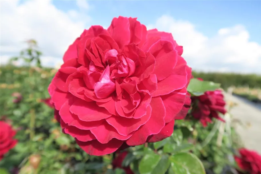 Edelrose 'Bellevue'® 4 Liter Topf