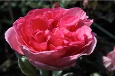 Edelrose 'Fragonard' ® 6 Liter Topf