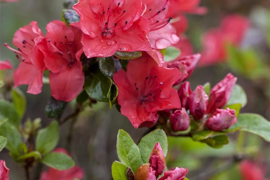 Dauerblühende Azalee 'BloomChampion Red' Topfgröße 3 Liter / Höhe 25-30cm