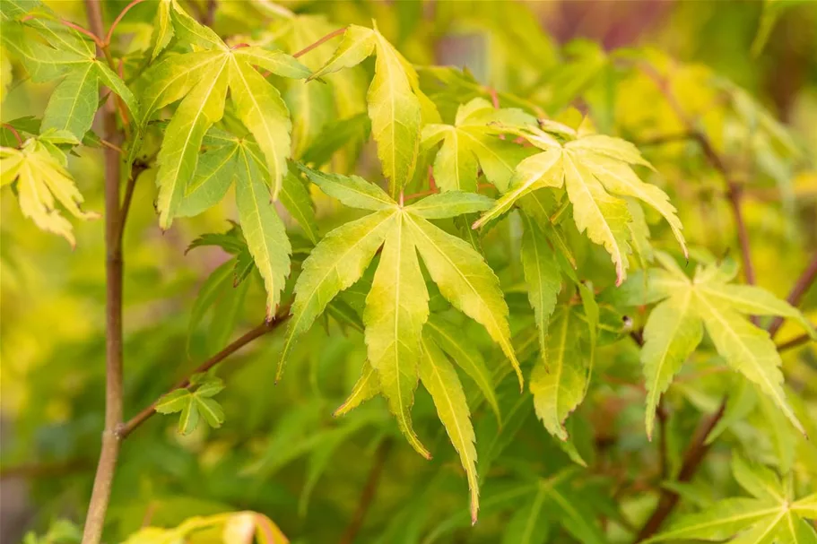 Fächerahorn 'Katsura' Topfgröße 6 Liter / Höhe 60-80cm