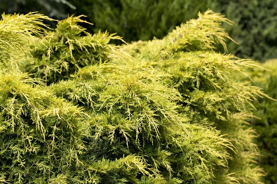 Chinesischer Wacholder 'Golden Saucer' Topfgröße 2,3 Liter