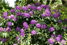 Catawba-Rhododendron 'Grandiflorum' Topfgröße 12 Liter