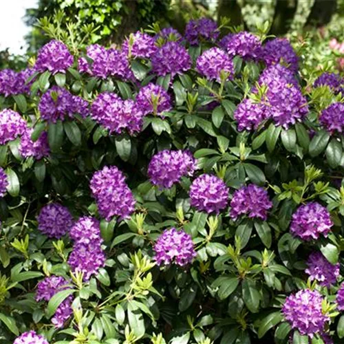 Catawba-Rhododendron 'Grandiflorum'