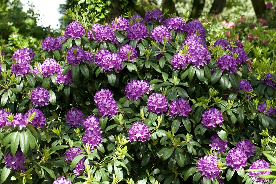 Catawba-Rhododendron 'Grandiflorum' Topfgröße 12 Liter