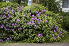 Catawba-Rhododendron 'Grandiflorum' Topfgröße 12 Liter