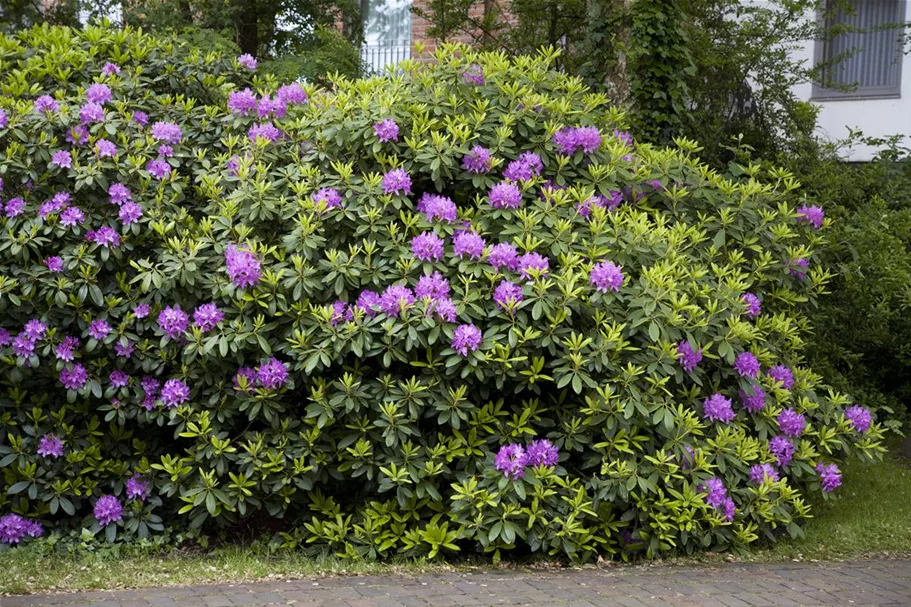 Catawba-Rhododendron 'Grandiflorum' Topfgröße 12 Liter