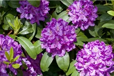 Catawba-Rhododendron 'Grandiflorum' Topfgröße 12 Liter