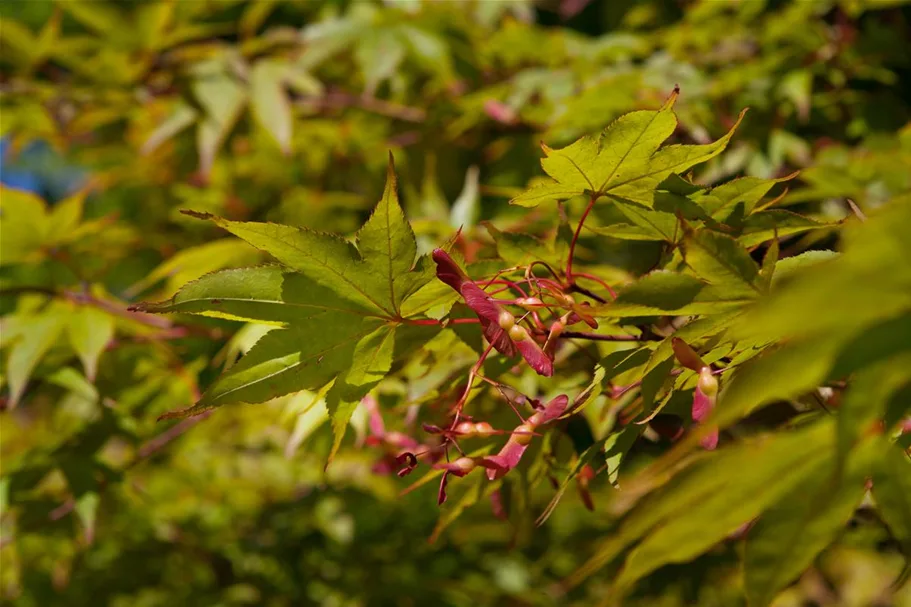 Fächerahorn 'Osakazuki' Topfgröße 6 Liter / Höhe 60-80cm