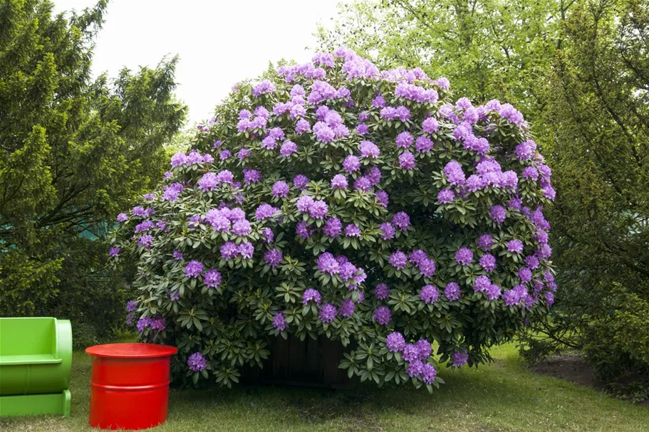 Catawba-Rhododendron 'Grandiflorum' Topfgröße 12 Liter