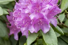 Catawba-Rhododendron 'Grandiflorum' Topfgröße 12 Liter