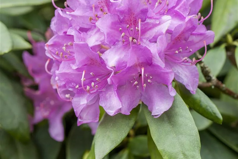 Catawba-Rhododendron 'Grandiflorum' Topfgröße 12 Liter