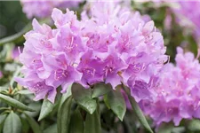 Catawba-Rhododendron 'Grandiflorum' Topfgröße 12 Liter