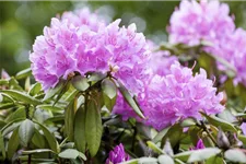 Catawba-Rhododendron 'Grandiflorum' Topfgröße 12 Liter