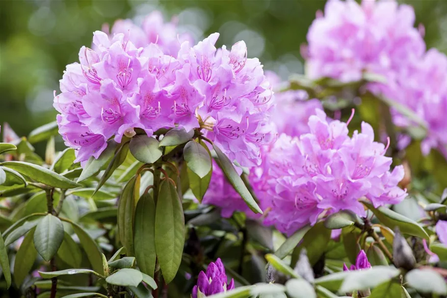 Catawba-Rhododendron 'Grandiflorum' Topfgröße 12 Liter