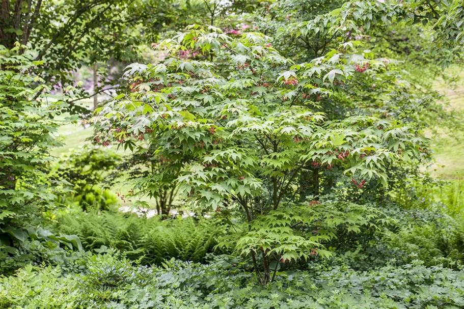 Fächerahorn 'Osakazuki' Topfgröße 6 Liter / Höhe 60-80cm