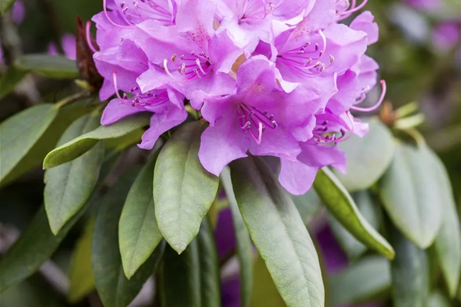 Catawba-Rhododendron 'Grandiflorum' Topfgröße 12 Liter