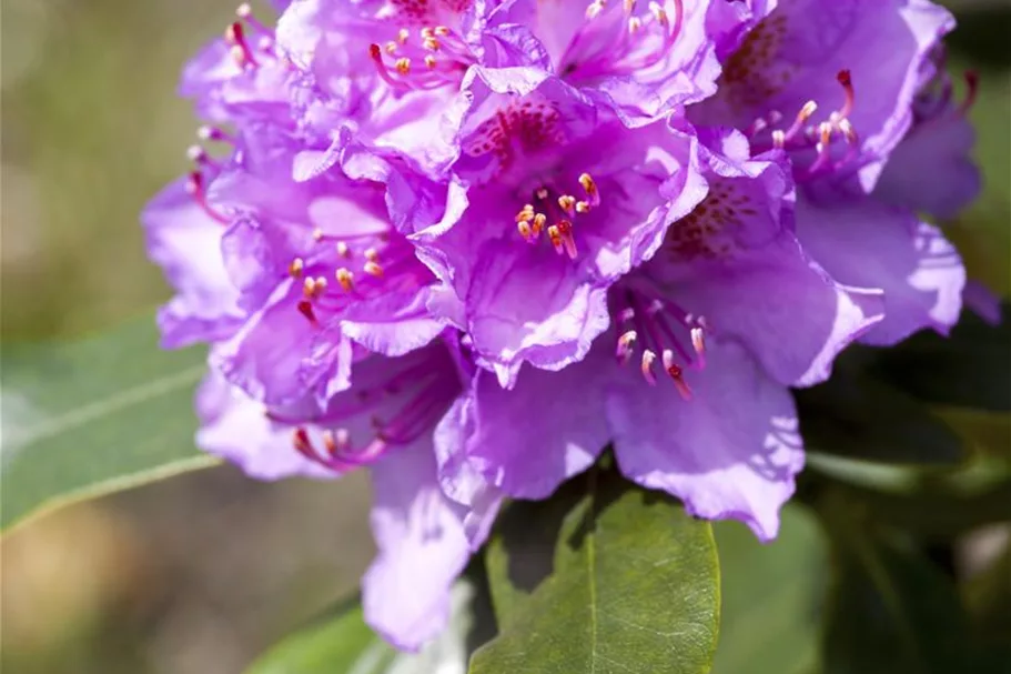 Catawba-Rhododendron 'Grandiflorum' Topfgröße 12 Liter