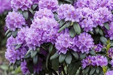 Catawba-Rhododendron 'Grandiflorum' Topfgröße 12 Liter