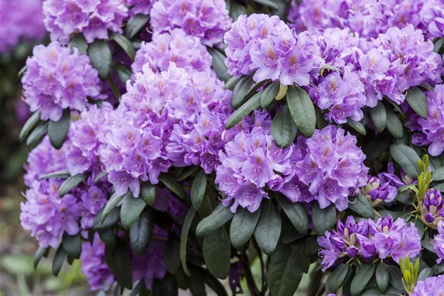 Catawba-Rhododendron 'Grandiflorum' Topfgröße 12 Liter