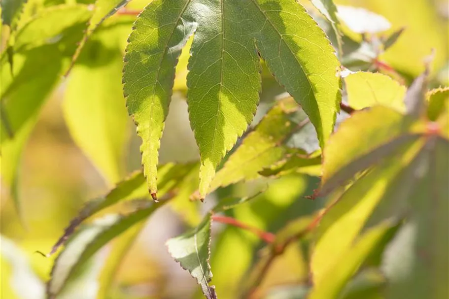 Fächerahorn 'Osakazuki' Topfgröße 6 Liter / Höhe 60-80cm