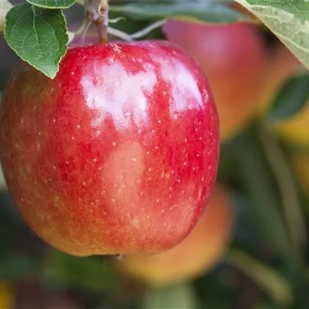 Apfel 'Braeburn'