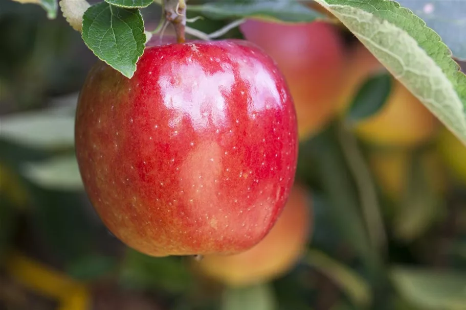 Apfel 'Braeburn' Stammbusch, Topfgröße 10 Liter MM111