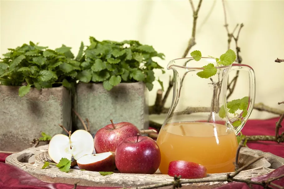 Apfel 'Braeburn' Stammbusch, Topfgröße 10 Liter MM111