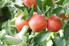 Apfel 'Braeburn' Stammbusch, Topfgröße 10 Liter MM111