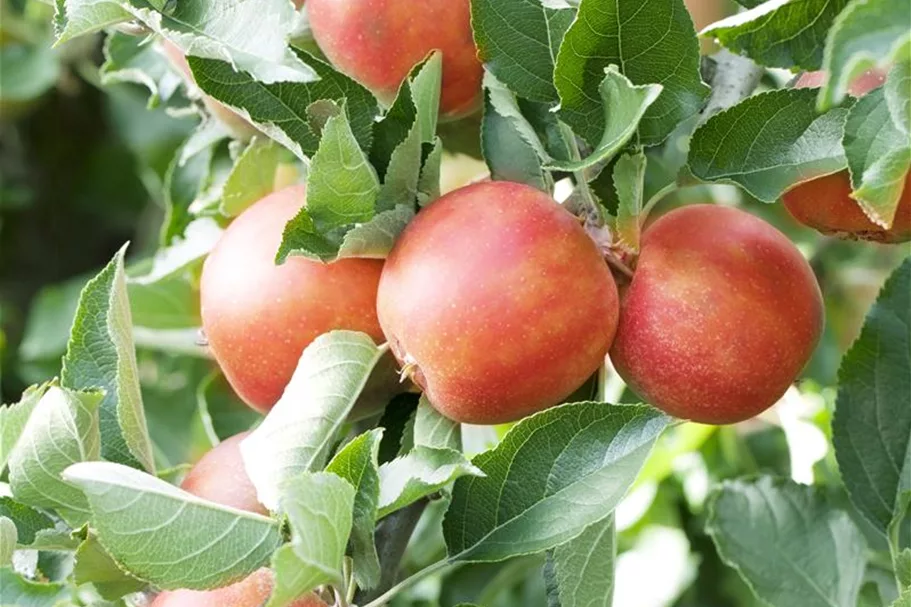 Apfel 'Braeburn' Stammbusch, Topfgröße 10 Liter MM111