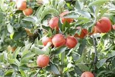 Apfel 'Braeburn' Stammbusch, Topfgröße 10 Liter MM111